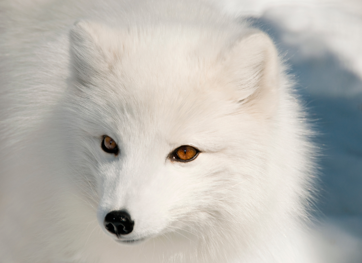 Arctic Fox