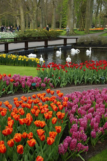 لاله های زیبا و رنگارنگ هلندی Keukenhof Gardens, Netherlands