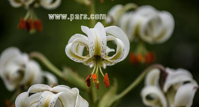 Iranian native flowers - گل خاص و بومی ایران