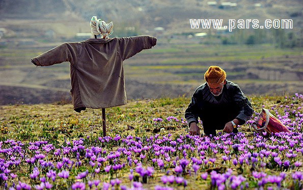 Ground saffron - Torbatjam - mashhad - زمین زعفران - تربت جام - مشهد