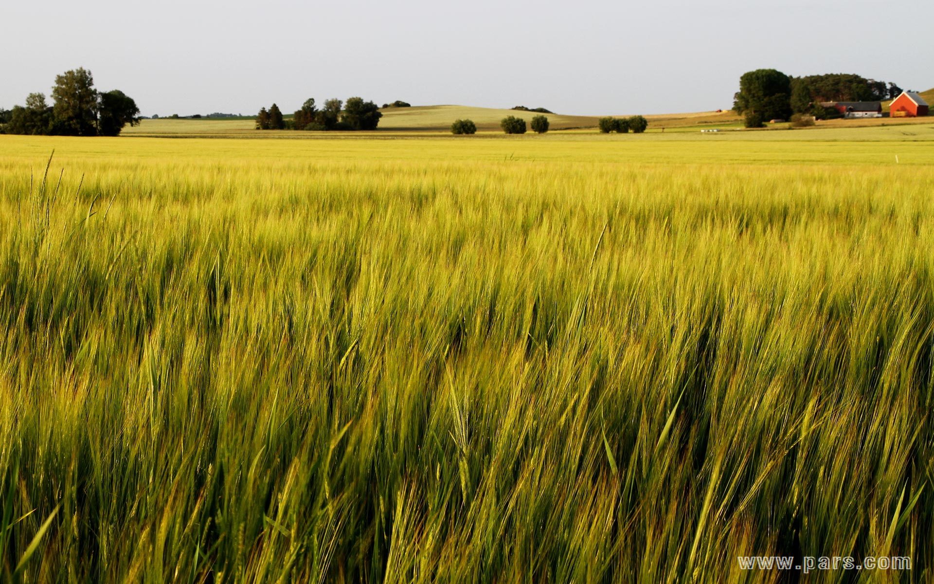 Blowing wheat farm