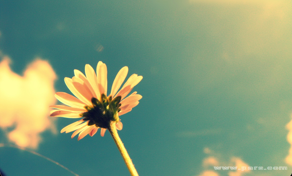 Just One flower looking at sky and wishing????