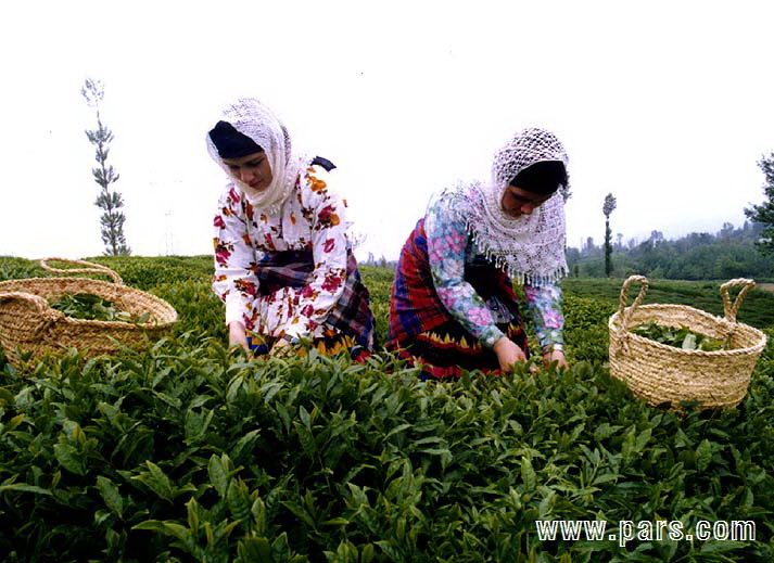 Rural women - زن روستایی