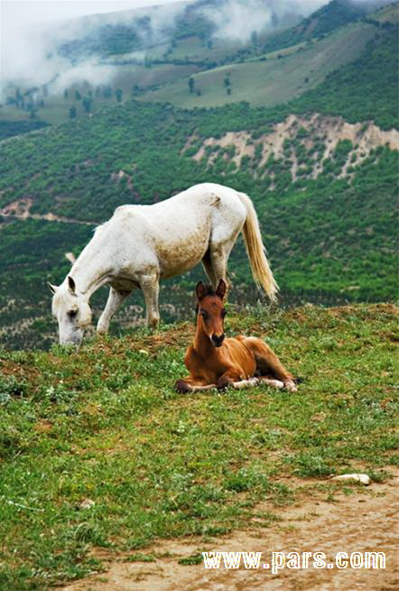 shomal- talesh - شمال-تالش