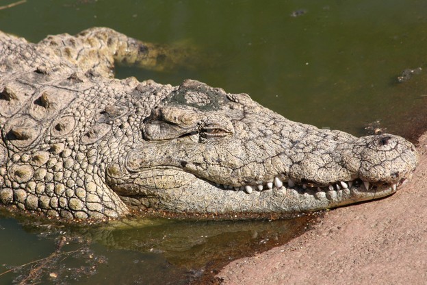 Smiling crocodile