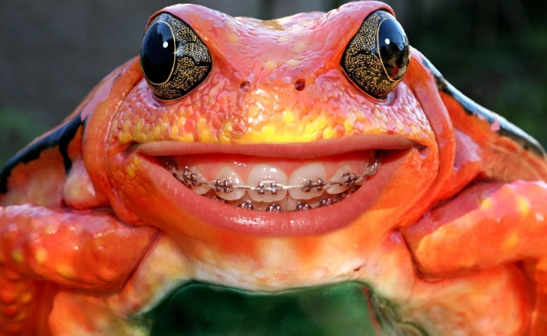 Smiling frog