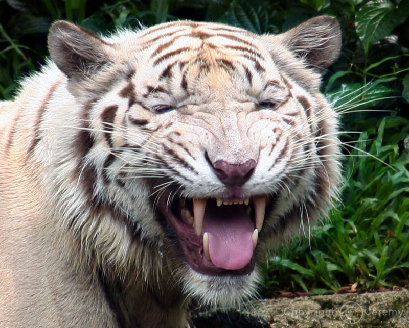 Smiling tiger