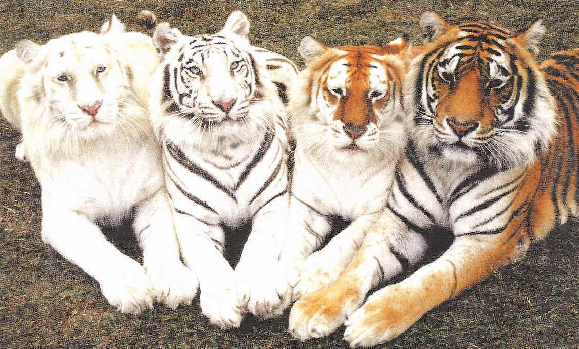 Tigers of different colors