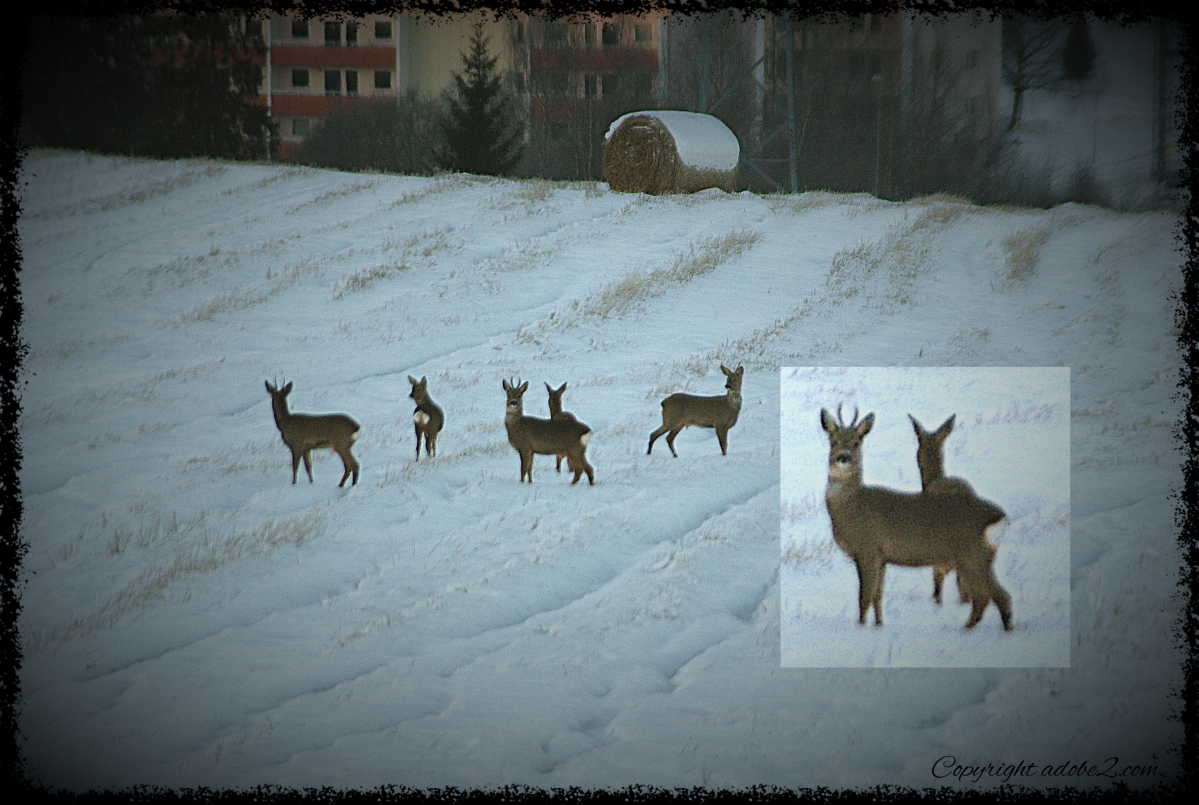 Norwegian Deer