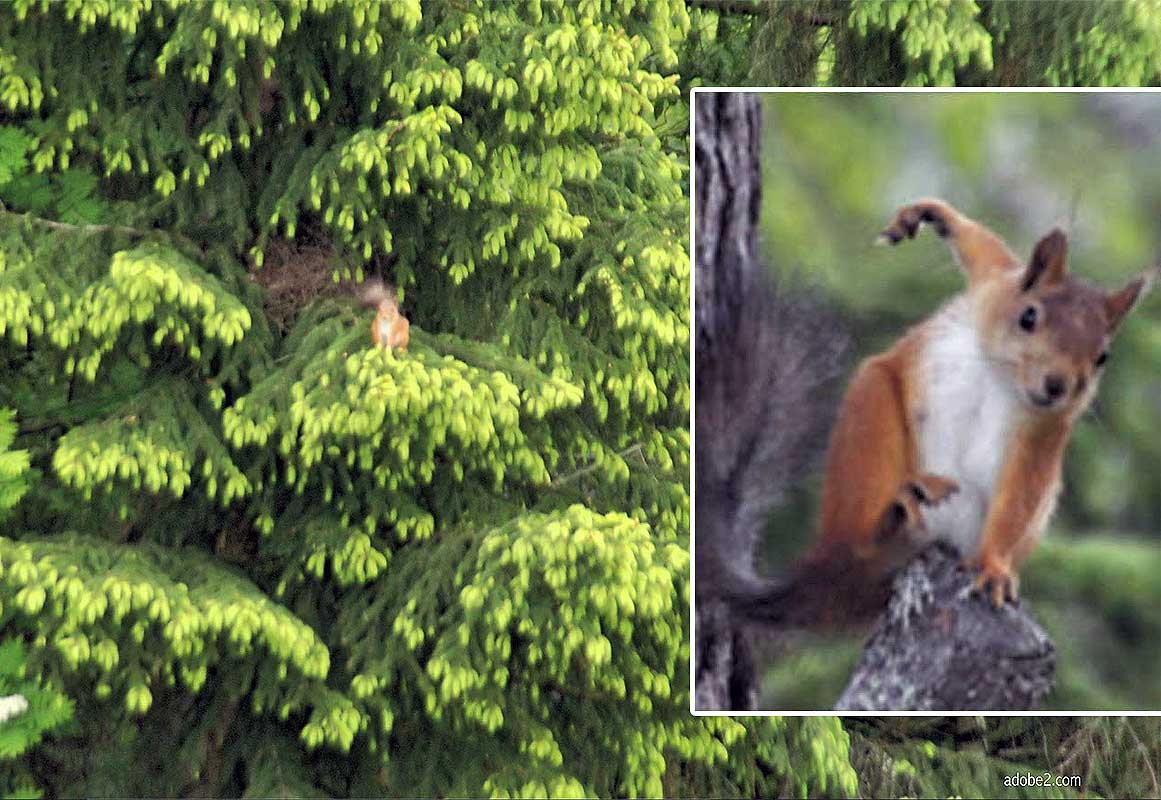 Norwegian Squirrel