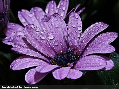 Beautiful purple flower