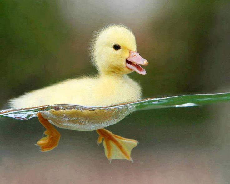 Swimming duck chick