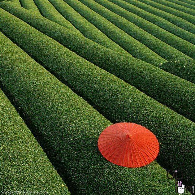 Red umbrella on green grass