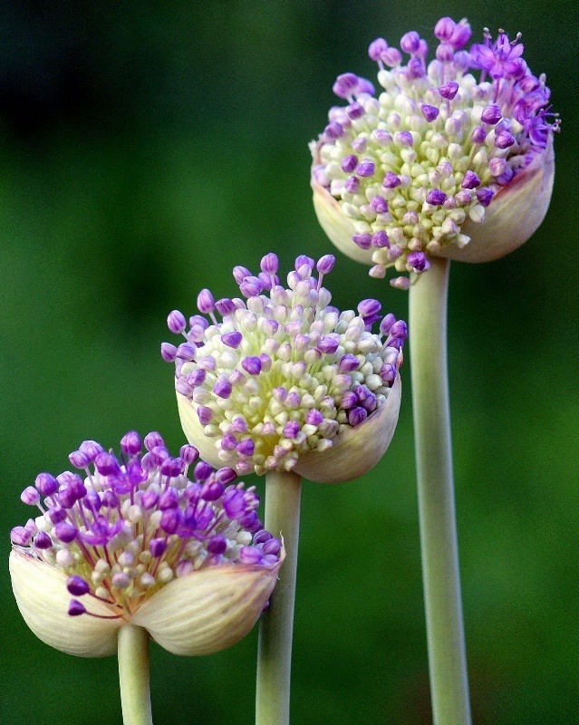 Purple flowers