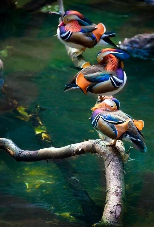 Beautiful colorful birds