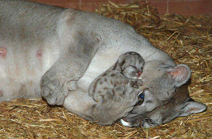 Mother cougar with her baby