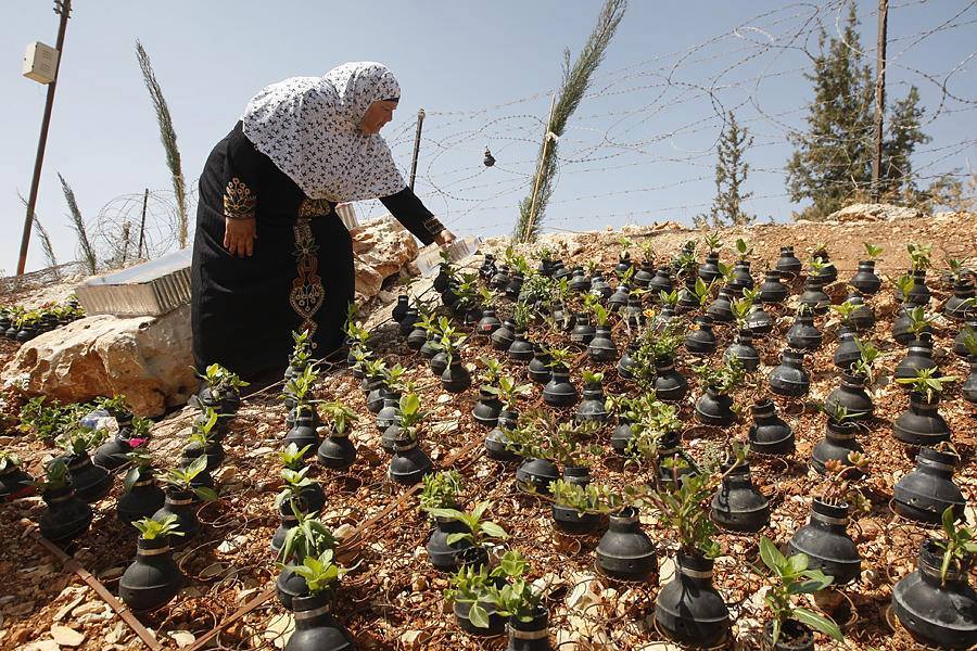 Growing vegetables