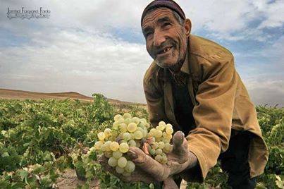 Farmer growing grapes