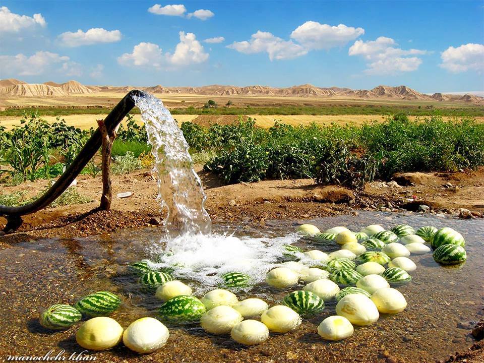 Washing watermelons