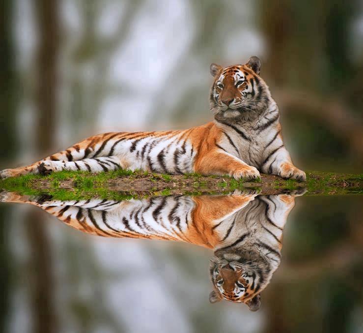 Resting tiger