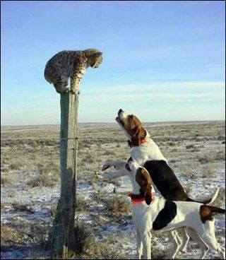 Small jaguar chased by dogs