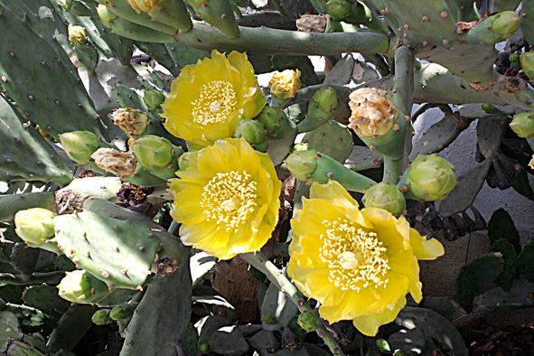 Yellow flowers