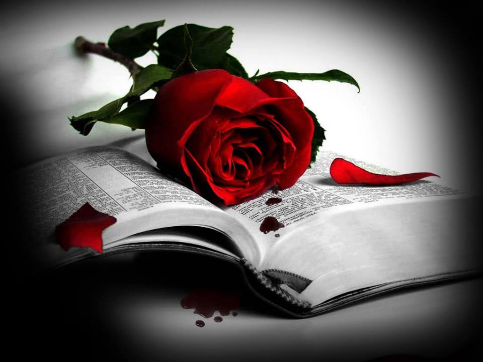 Blood red rose and a book