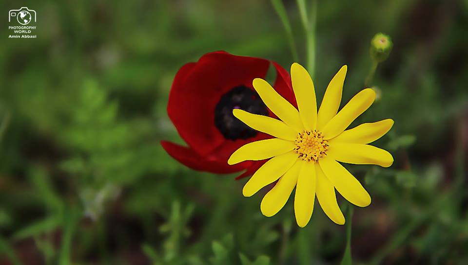 Yellow and red flowers