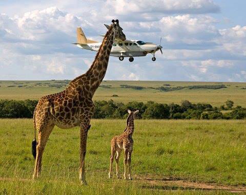 Giraffe and a plane