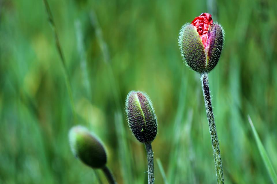 Baby flowers