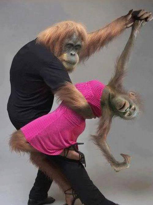 Dancing monkeys