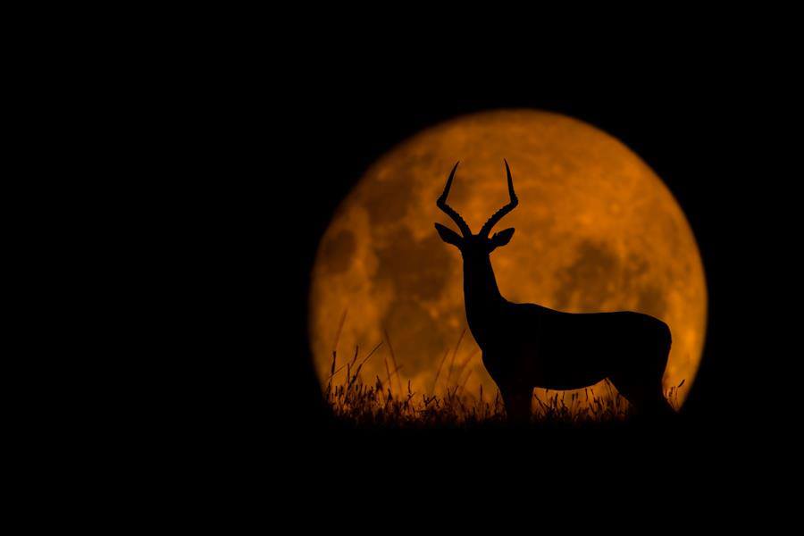 Full moon and a deer