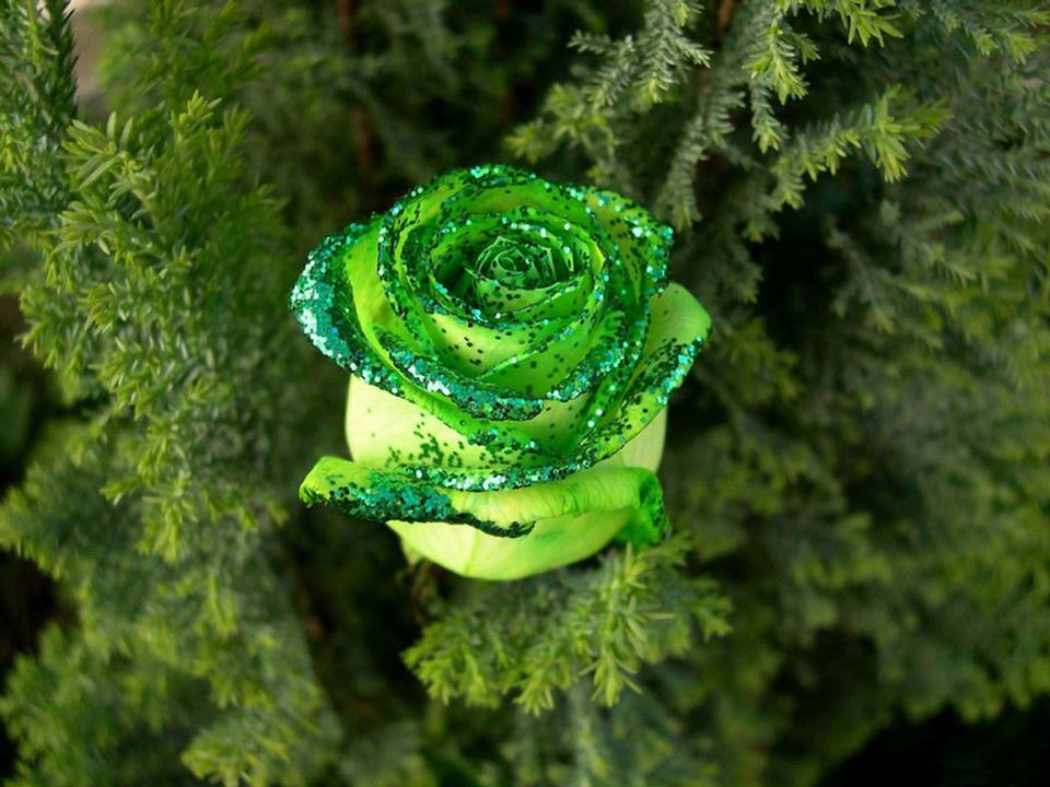 Green rose