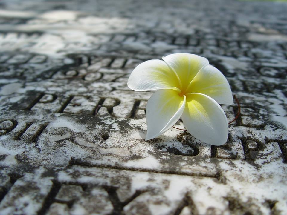 Pretty white and yellow flower