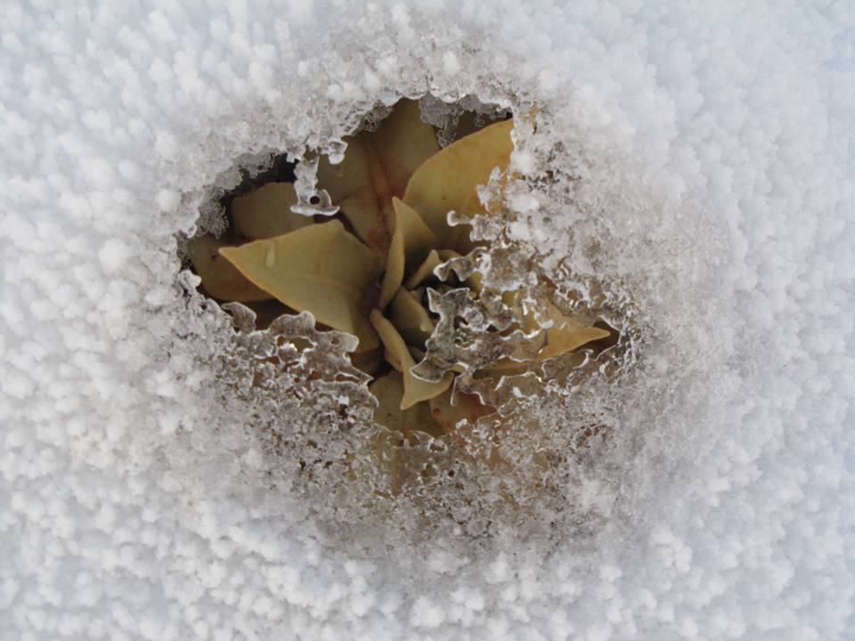 Flower picking throught the snow