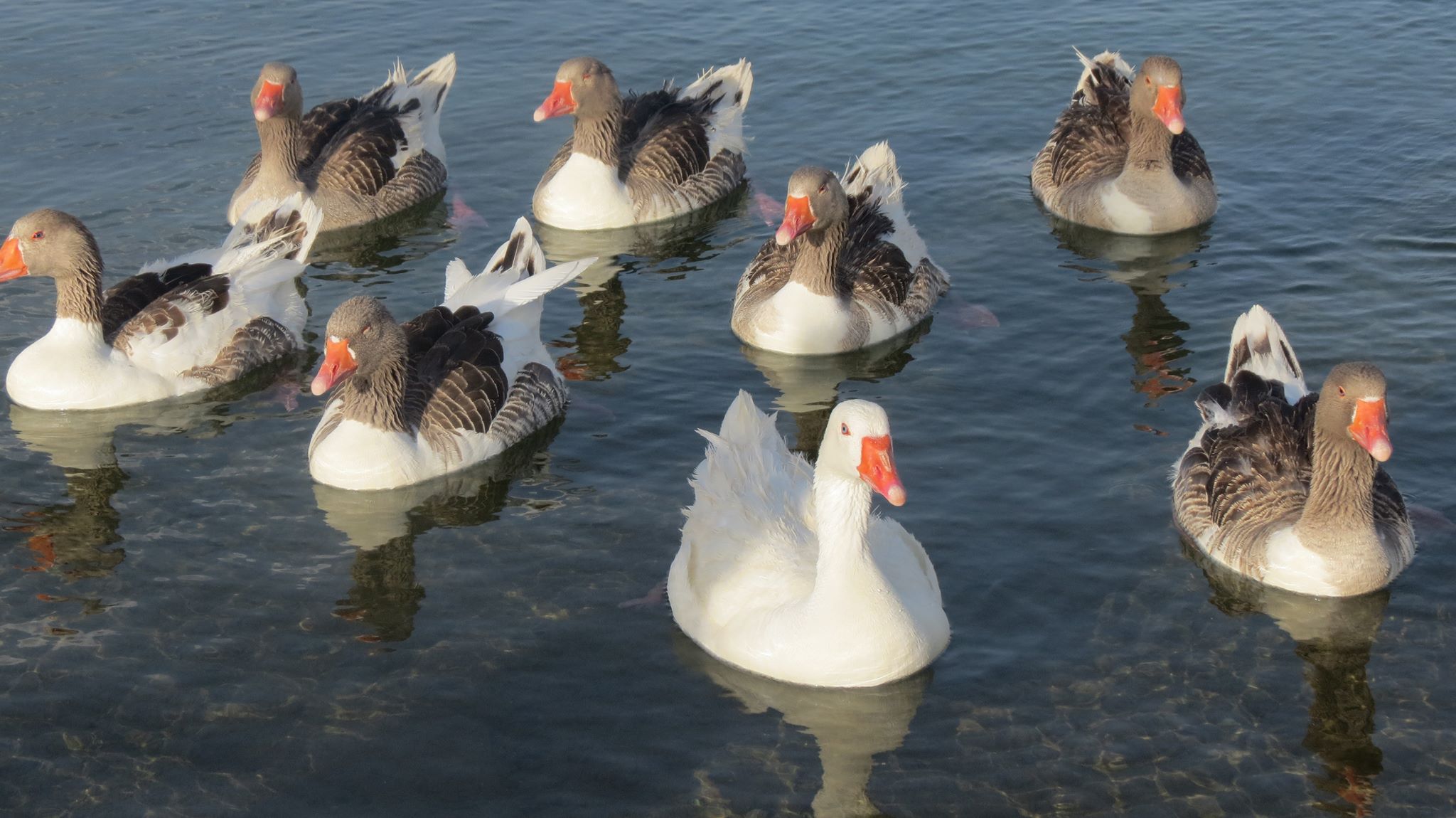 Ducks in pond