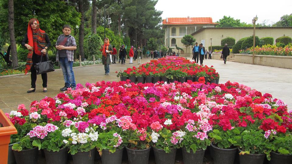 Sea of flowers