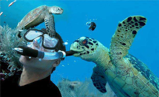 Swimming with sea turtles