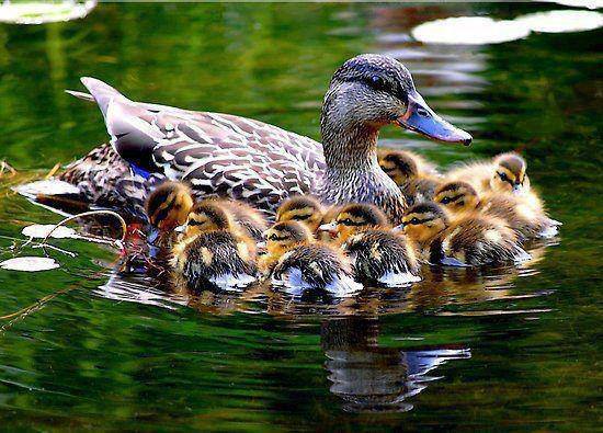 Mother duck with her babies