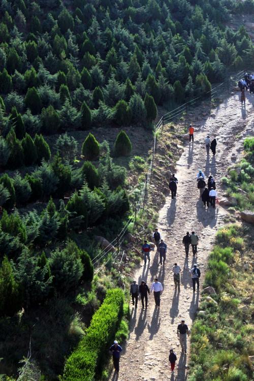 People walking the path between trees