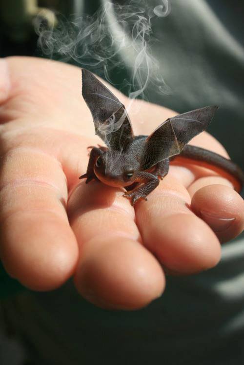 Smoking dragon