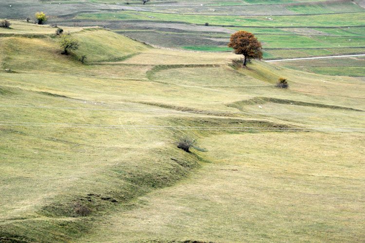 A tree in the field