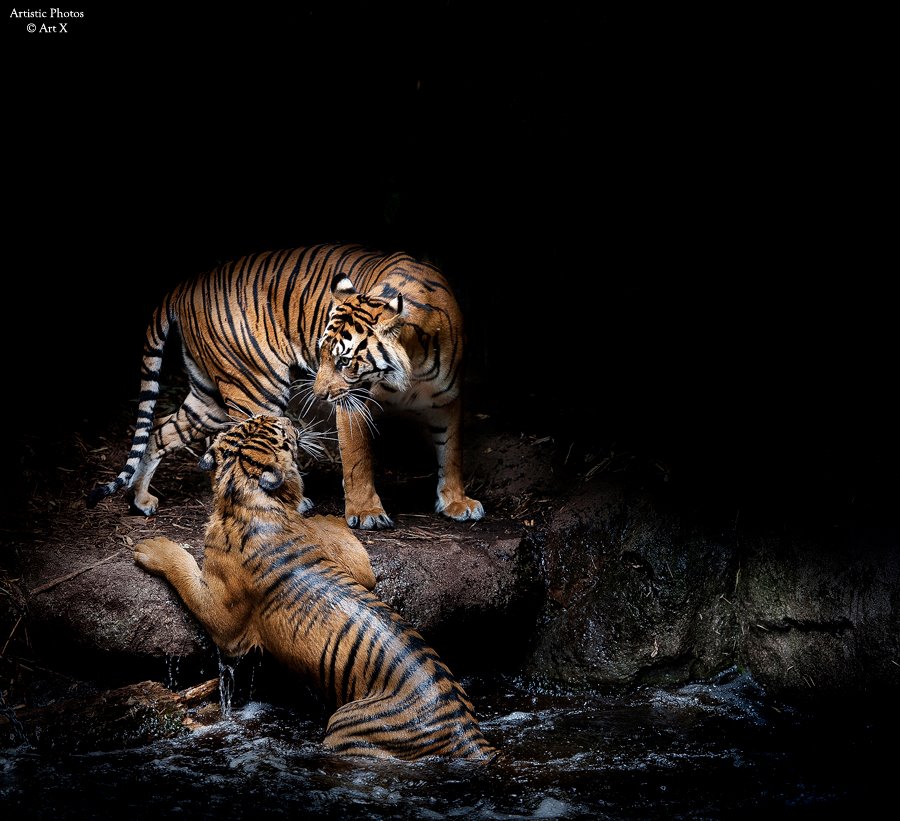 Two tigers