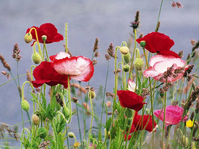 Red and pink flowers