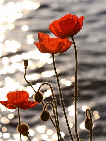 Red flowers and the water