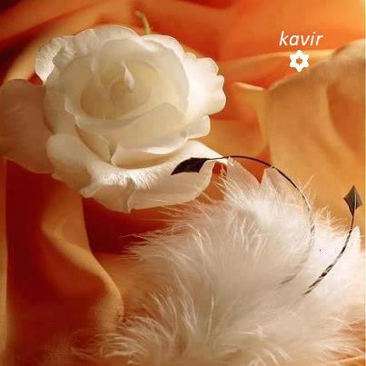 Flower and feathers, orange and white