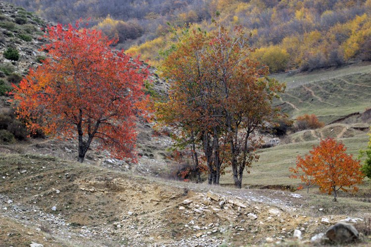 Autumn trees