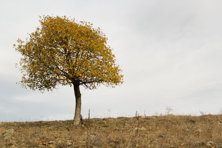 Lonely tree