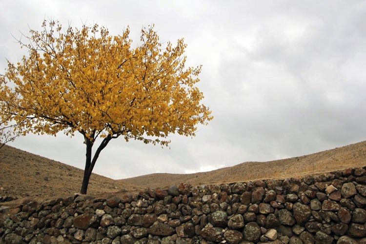 A tree on a hill