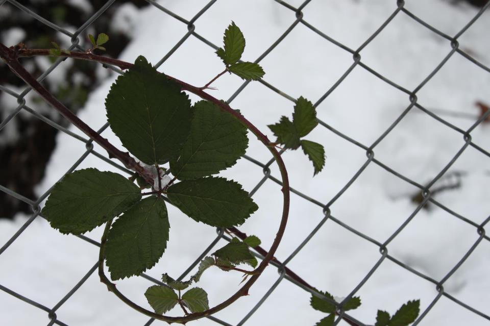 Leafs on a fence